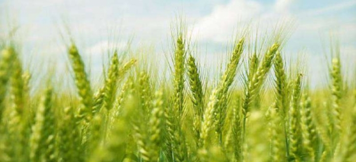 idea99wheat_pau_16th_feb.jpg