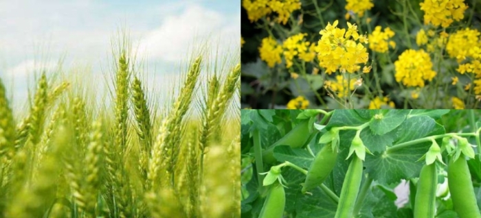 idea99wheat_pea_mustard.jpg
