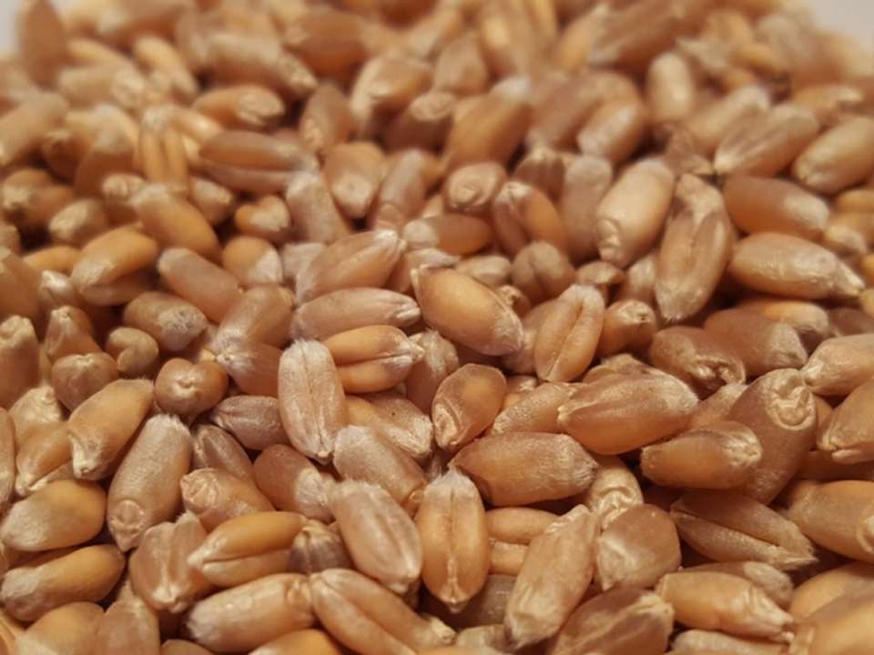 idea99wheat_seed.jpg idea99wheat_seed.jpg