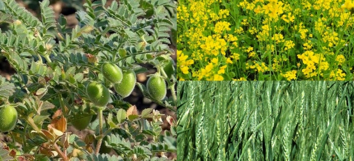 idea99wheat_udaipur.jpg idea99wheat_udaipur.jpg