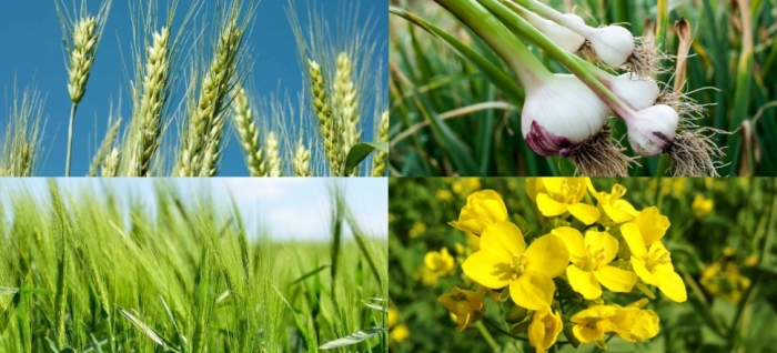 idea99wheat_uttarkhan.jpg