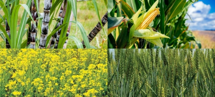 idea99wheat_uttarkhand.jpg idea99wheat_uttarkhand.jpg