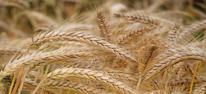 idea99wheatccropppps.jpg idea99wheatccropppps.jpg