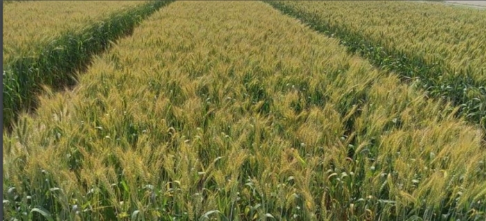 idea99wheattt.jpg idea99wheattt.jpg