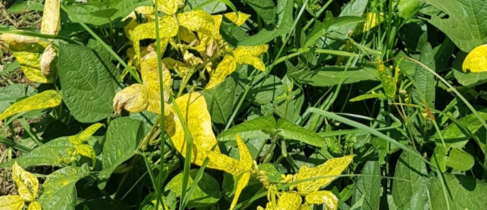 idea99yellow_gram_up.jpg idea99yellow_gram_up.jpg