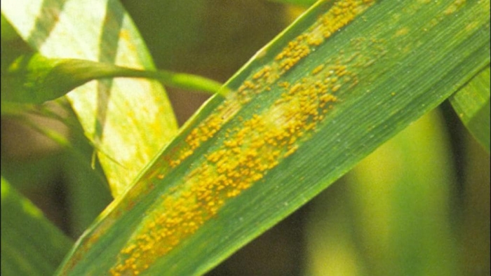idea99yellow_rust_in_crop.jpeg