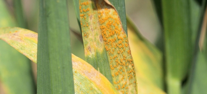 idea99yellow_rust_wheat_pau_16th_feb.jpg