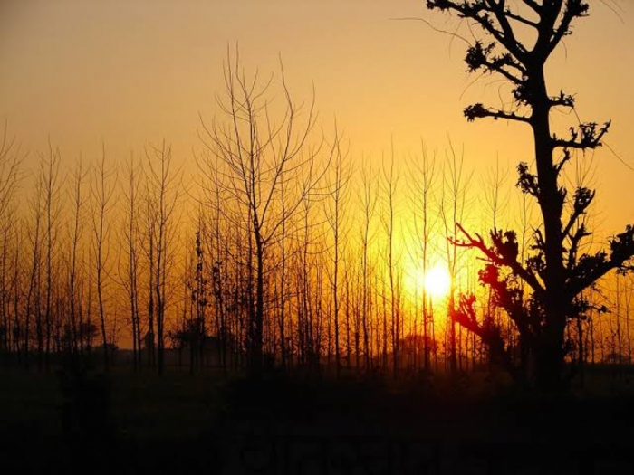 idea99yellow_sun.jpeg idea99yellow_sun.jpeg