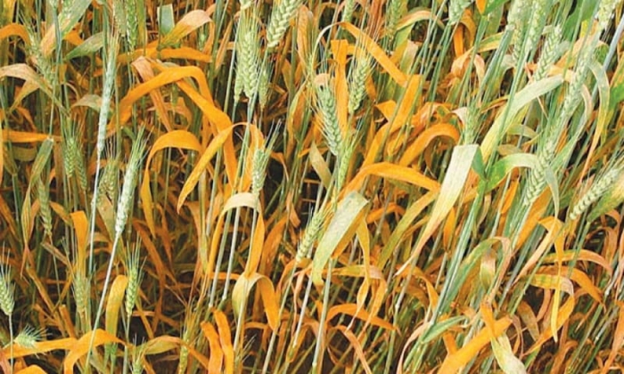 idea99yellowrust_wheat.jpg