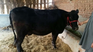 1026idea99Hf-cross-cow-in-punjab-20160120150007.jpg