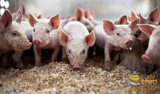 122idea99AID 6 PIGLETS .jpg