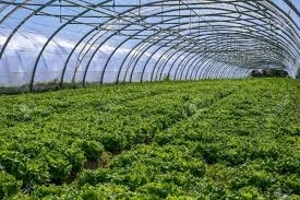 1481idea99images (2).jpg