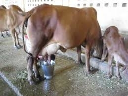 1666idea99images (2).jpg