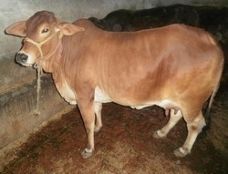 1882idea99sahiwal-cow-250x250.jpeg