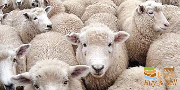 2205idea99ADD 1 .jpg