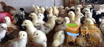 3135idea99AID 17 DESI CHICKS .jpeg