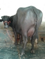 3231idea99product-250x250 (2).jpeg