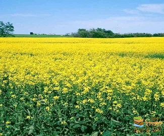 3369idea99AID 9 SAROO .jpg