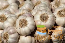 36idea99AID 16 GARLIC .jpeg