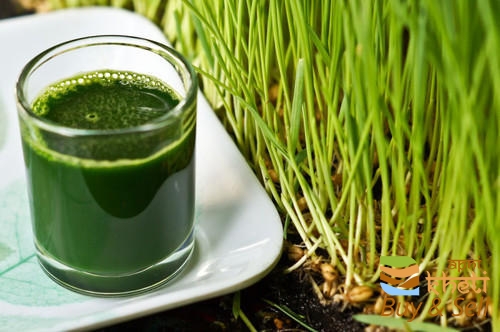 3758idea99AID 10 WHEAT GRASS JUICE .jpg