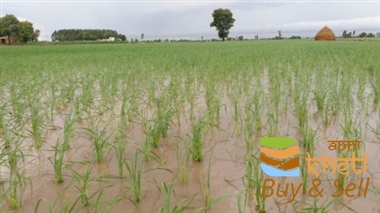 3785idea99AID 7 1121 PANIRI PADDY .jpg