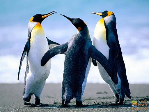 4026idea99Penguins.jpg
