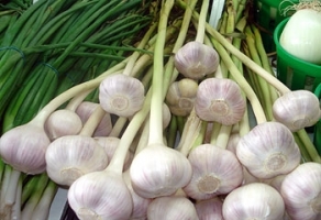 4778idea99fresh-garlic.jpg