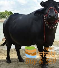 4830idea99AID 21 MURHA BUFFALO .jpeg