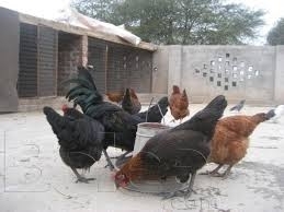 4836idea99download (2).jpg