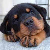 5140idea99images (1).jpg