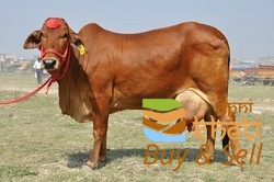 587idea99product-250x250 (1).jpeg