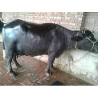 621idea99download (2).jpg