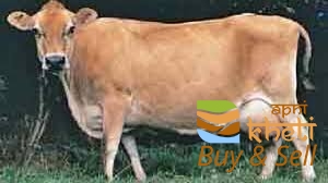 6353idea99AID 14 JARSI COW .jpeg