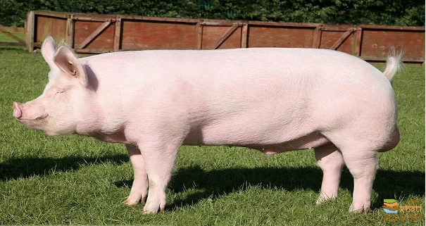 6540idea99AID 20 PIG LARGE WHITE YORKSHIRE .jpg