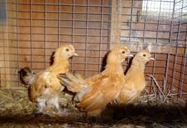 8717idea99images (2).jpg