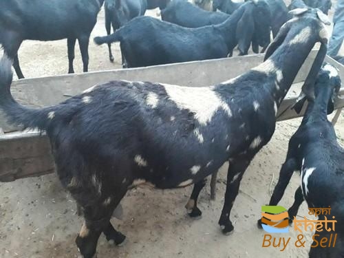 9871idea99product-500x500 (1).jpeg