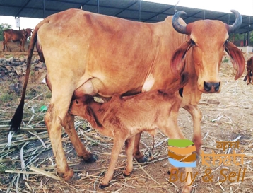 9947idea99gir cow.jpg