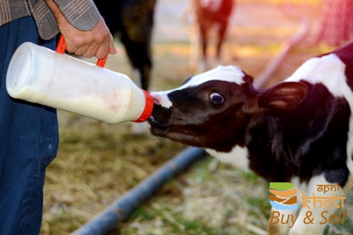 idea9904-calf-being-bottle-fed.jpg