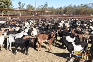 idea993-at-up-to-3kg-liveweight-and-7-over-the-hooks-rangeland-goats-are-hot-property.jpg