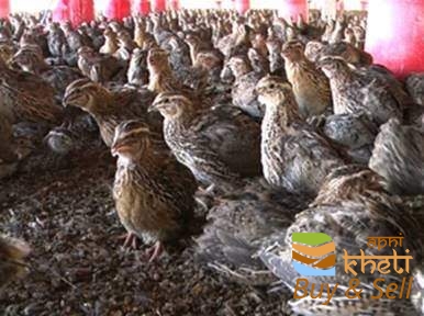 idea99aahil-farms-toli-chowki-hyderabad-quail-farming-1xtk2ykb1i.jpeg