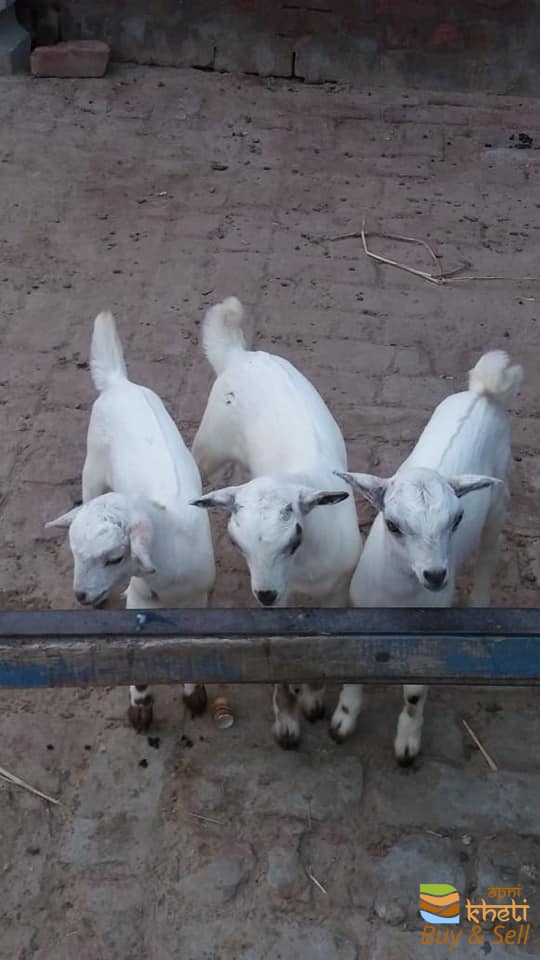 idea99aid-22-goats.jpg