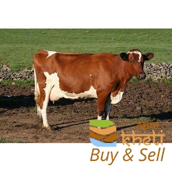 idea99ayrshire-cow-250x250.jpg