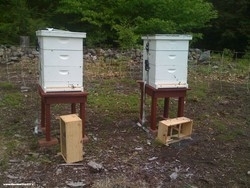 idea99bees-beehive-250x250.jpg