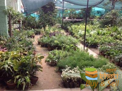 idea99bloom-and-green-nursery-suranussi-jalandhar-plant-nurseries-2fqpwt.jpg