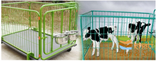 idea99calf-cage-500x500.png
