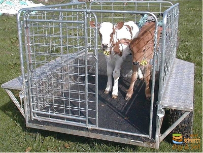 idea99calf-trailer.jpg