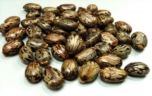 idea99castor-seeds-500x500.jpg