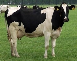 idea99cow-250x250.jpg