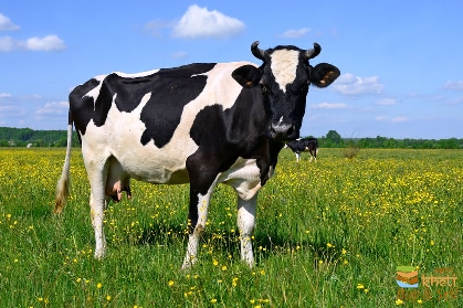 idea99cow-in-pasture.jpg.838x0_q80.jpg