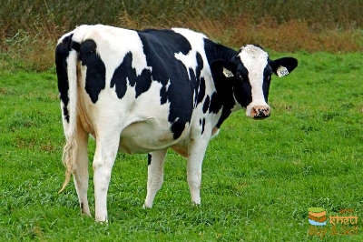 idea99cow.jpg